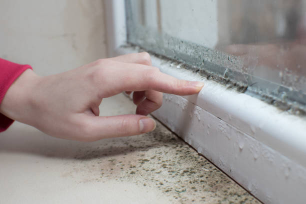 Best Black Mold Removal  in , SC